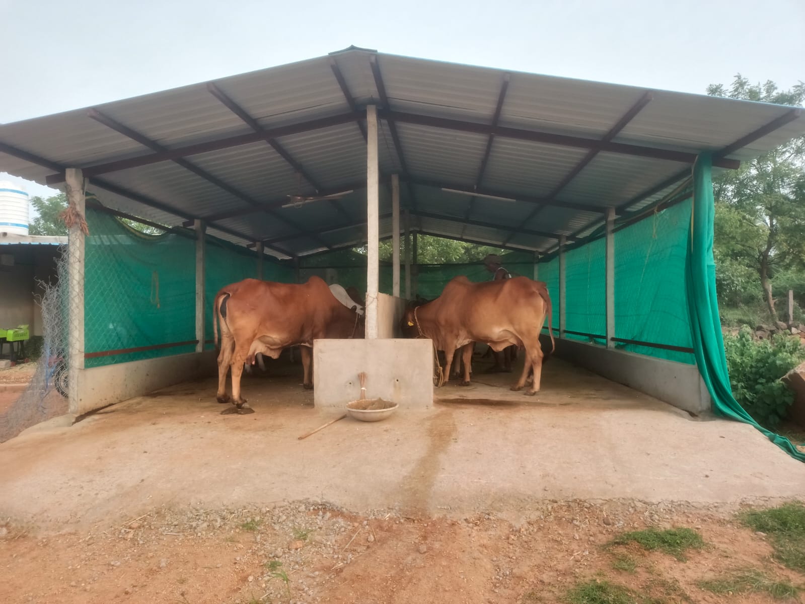 Sahiwal cows resting under the open shed at Matru Sree Gaushala