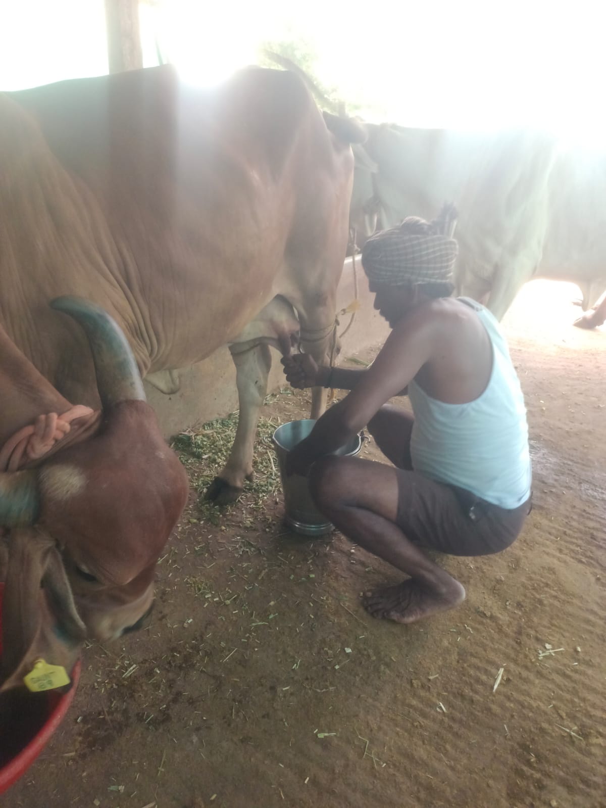 Hand milking a Sahiwal cow into a steel bucket