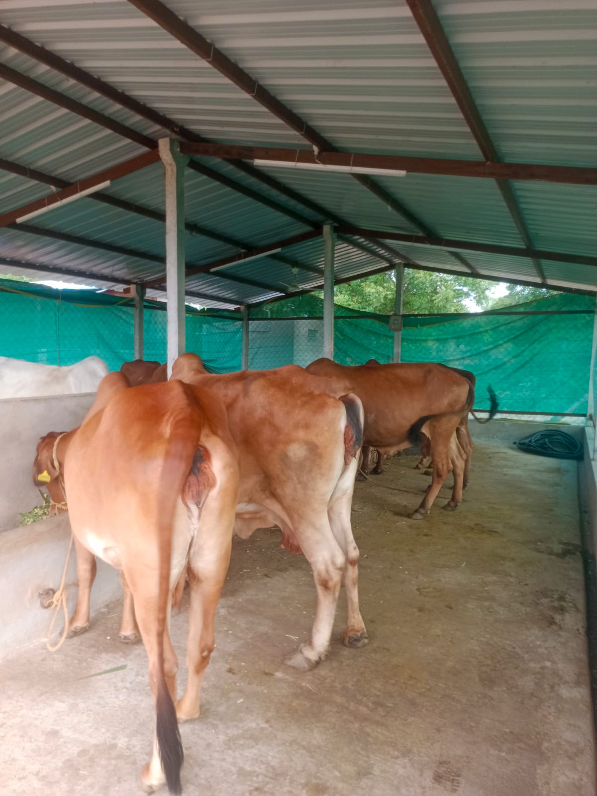 Herd of red-brown Sahiwal desi cows in the goshala